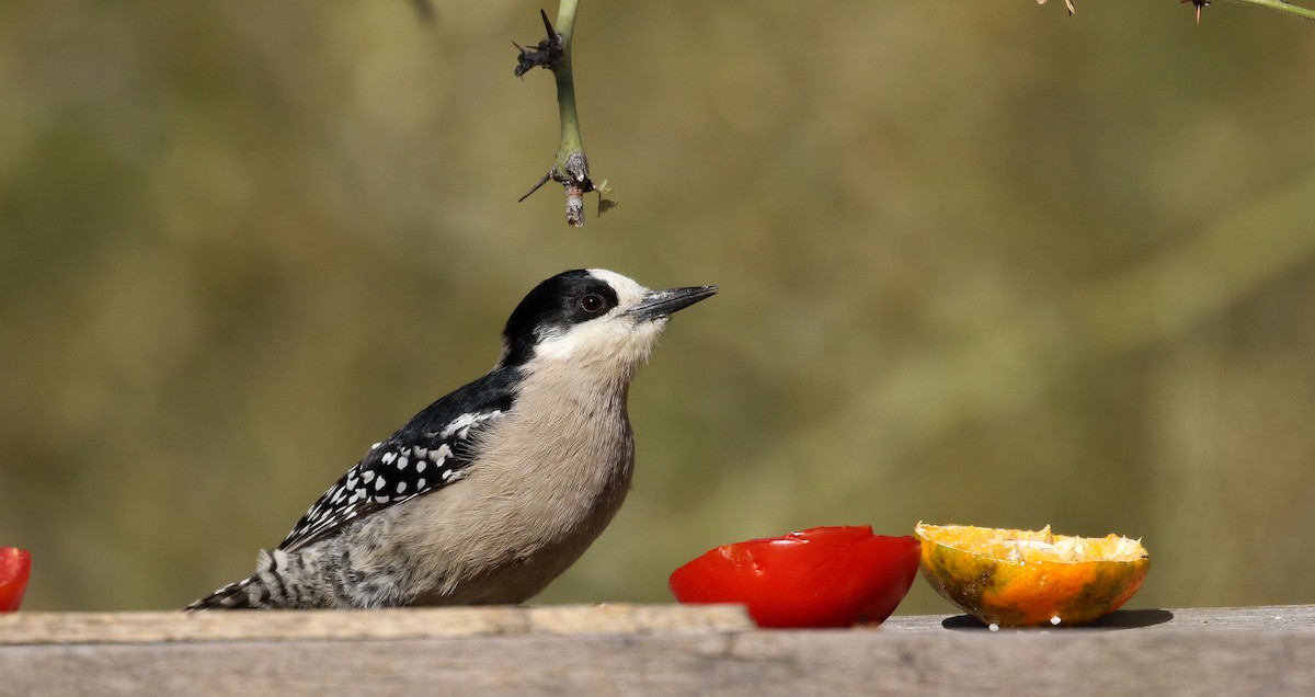 White-fronted Woodpecker - ML168633861