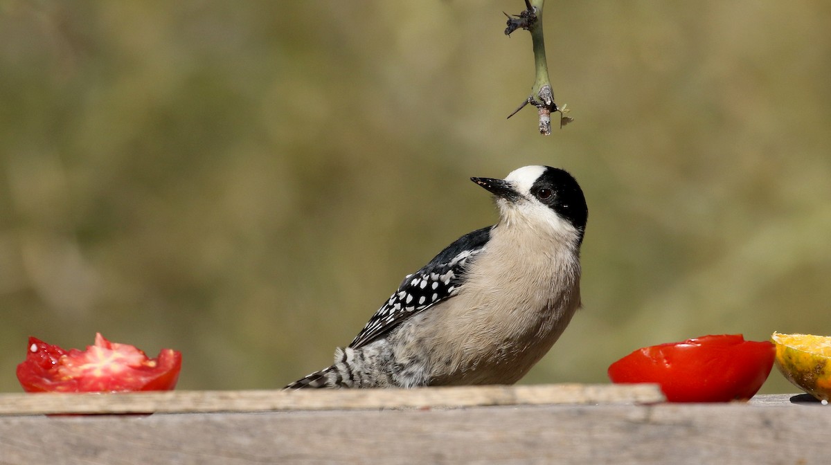 White-fronted Woodpecker - ML168633871