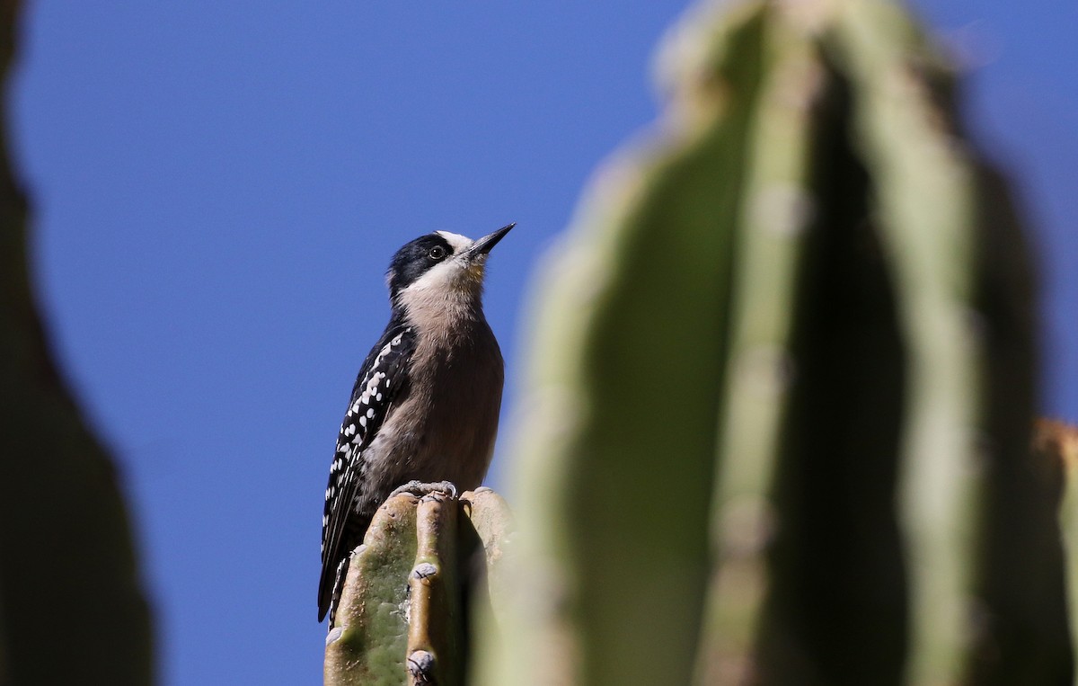 White-fronted Woodpecker - Jay McGowan