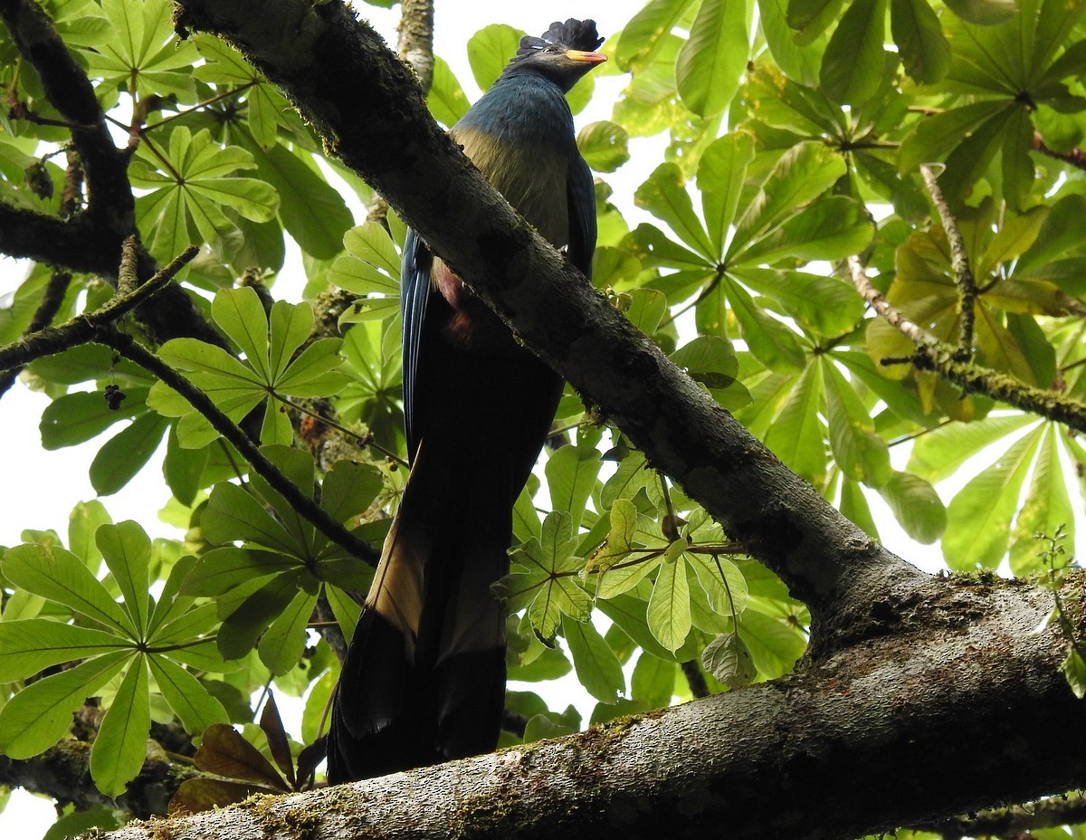 Great Blue Turaco - ML168634221