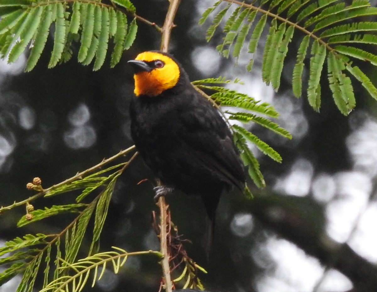 Black-billed Weaver - Andy Frank