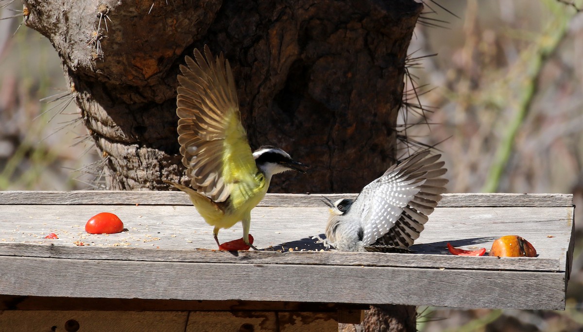 Great Kiskadee - ML168634351