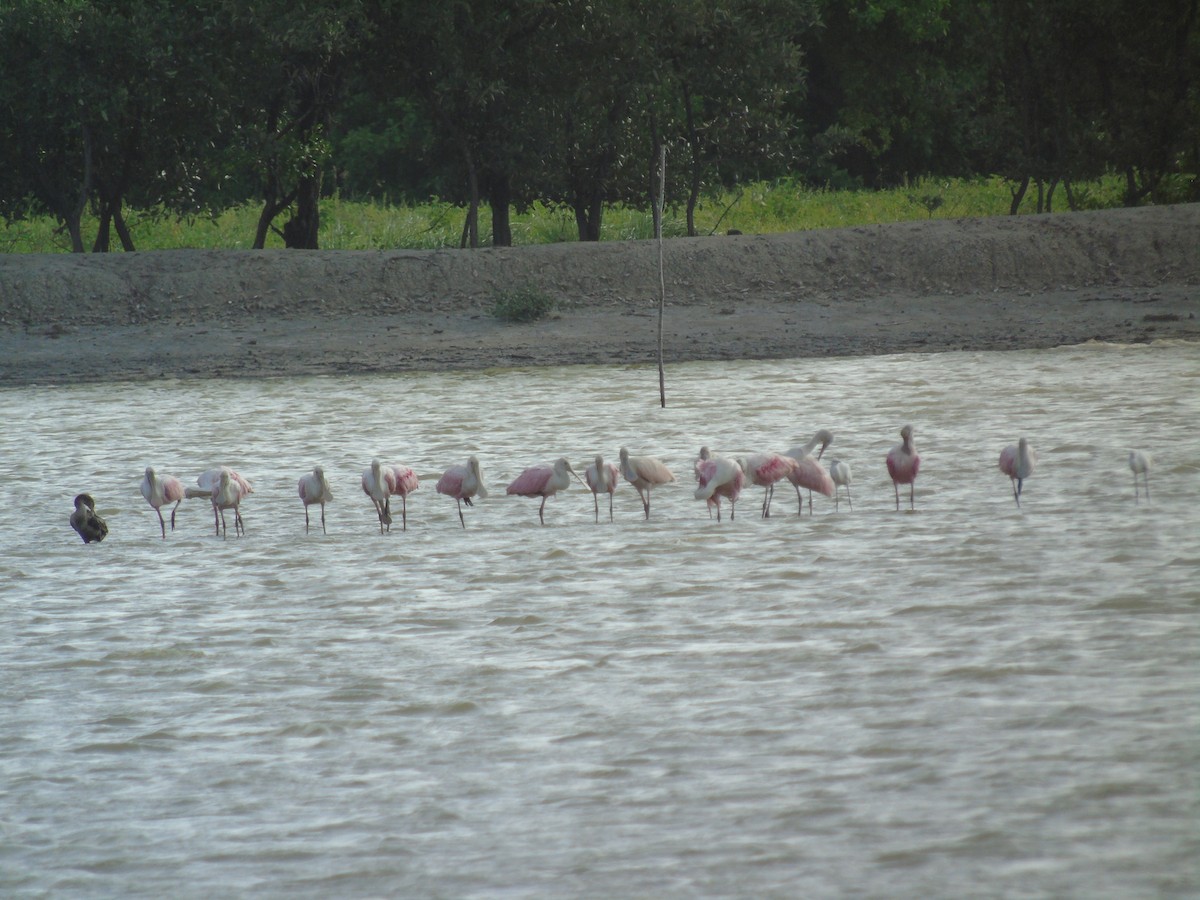 Roseate Spoonbill - Eduardo Acevedo