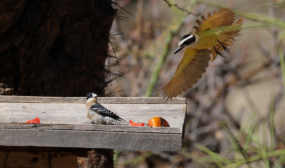 Great Kiskadee - ML168634391