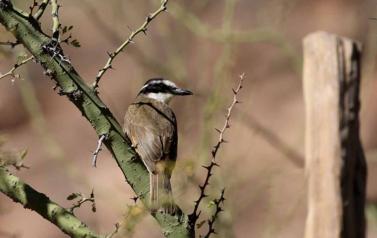 Great Kiskadee - ML168634441