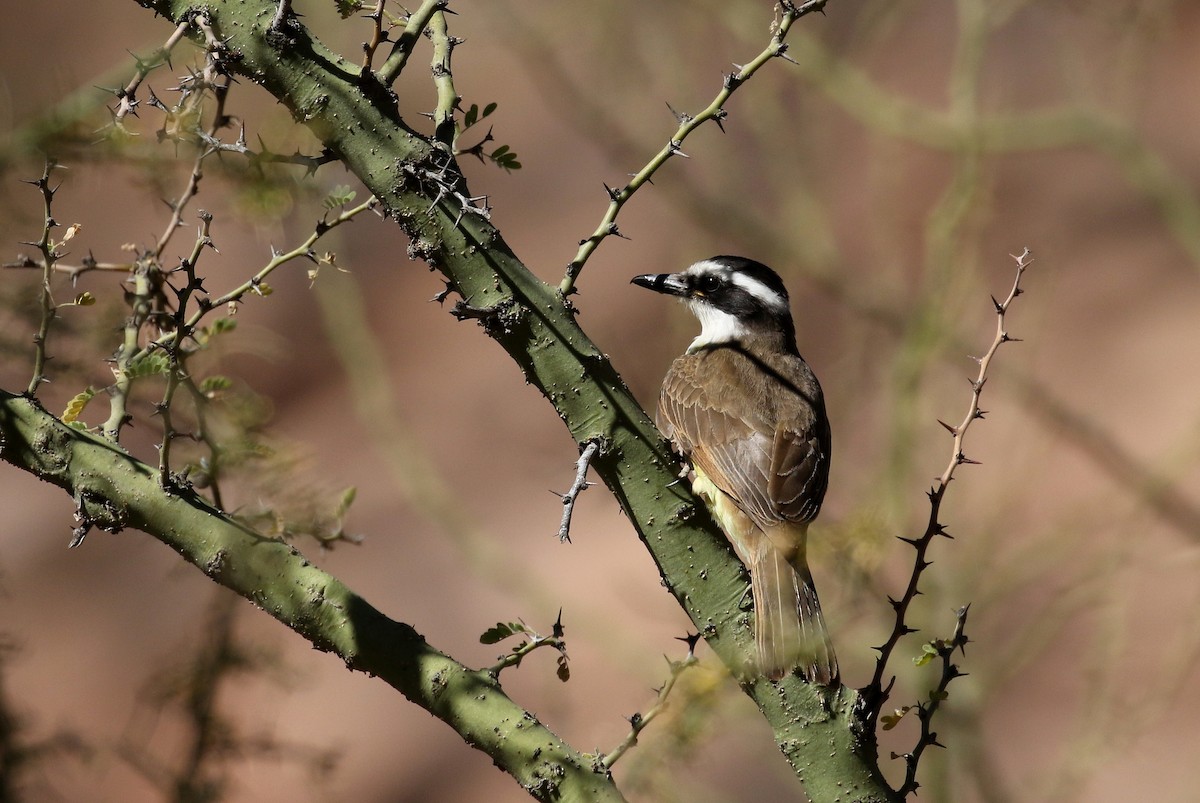 Great Kiskadee - Jay McGowan