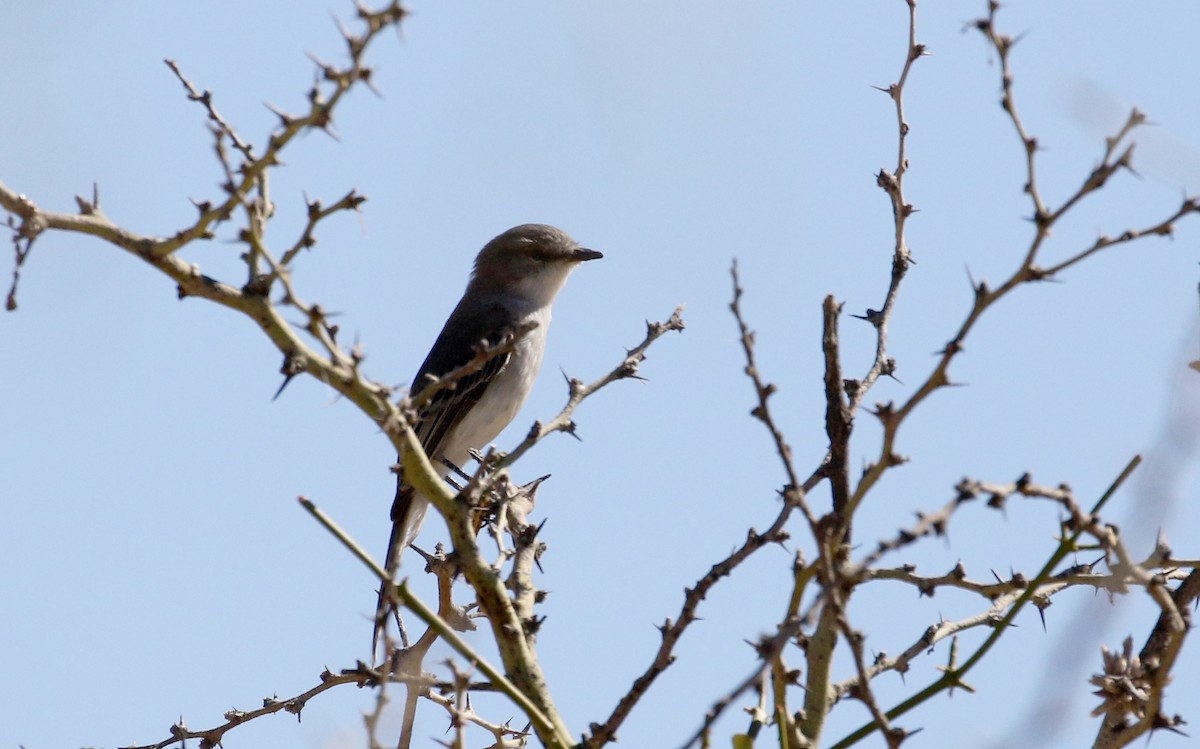 Suiriri Flycatcher - ML168634461