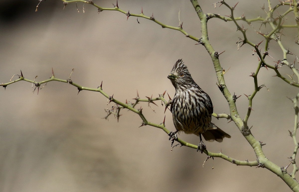 White-tipped Plantcutter - ML168634561