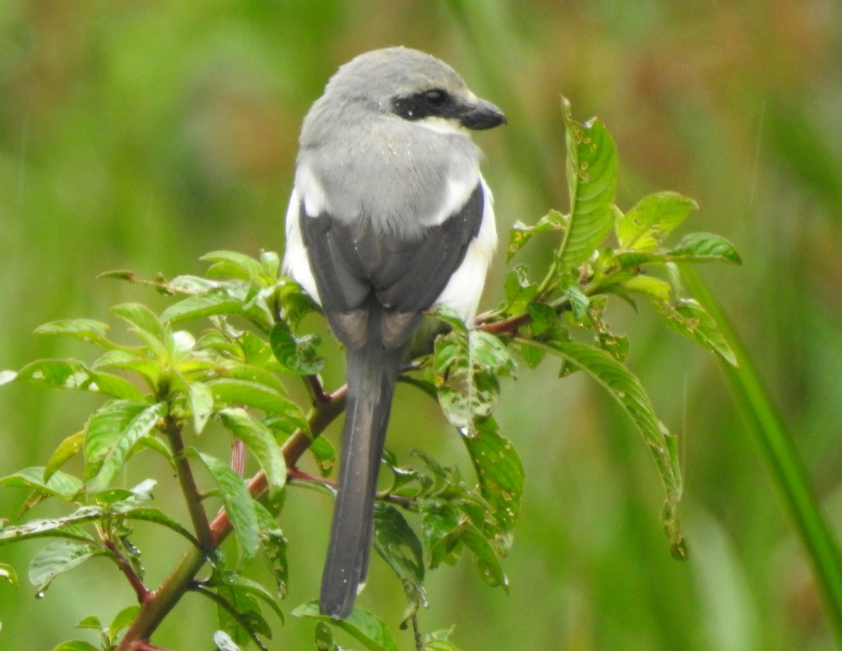 Mackinnon's Shrike - ML168635221