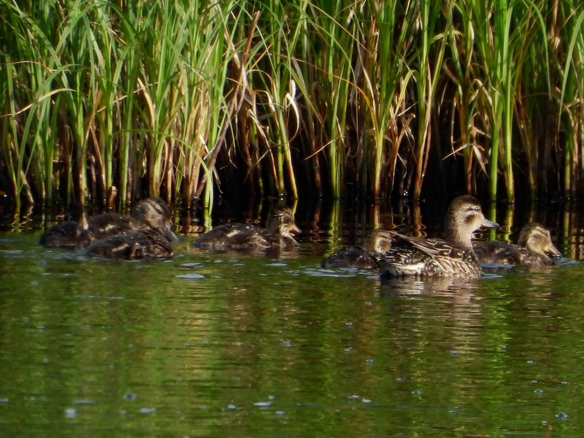 Green-winged Teal (American) - Richard Klauke