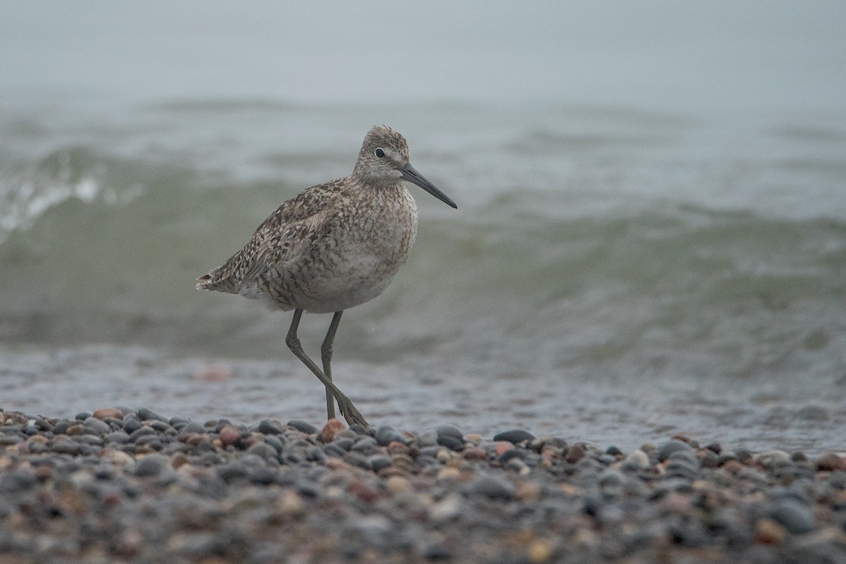 Willet (Western) - Sue Barth