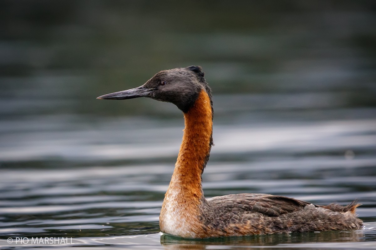 Great Grebe - ML168636561