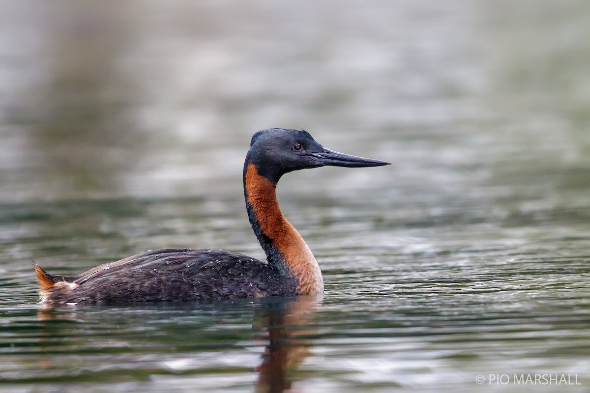 Great Grebe - ML168636571