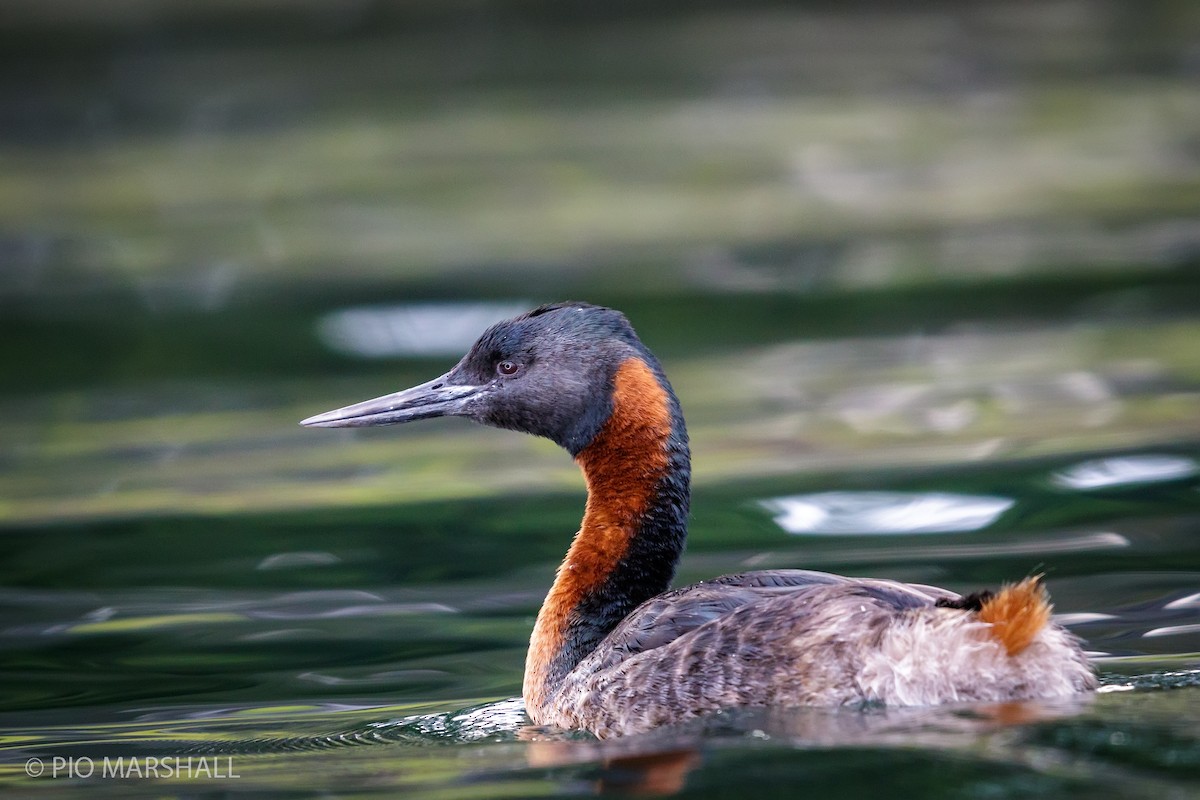 Great Grebe - ML168636581