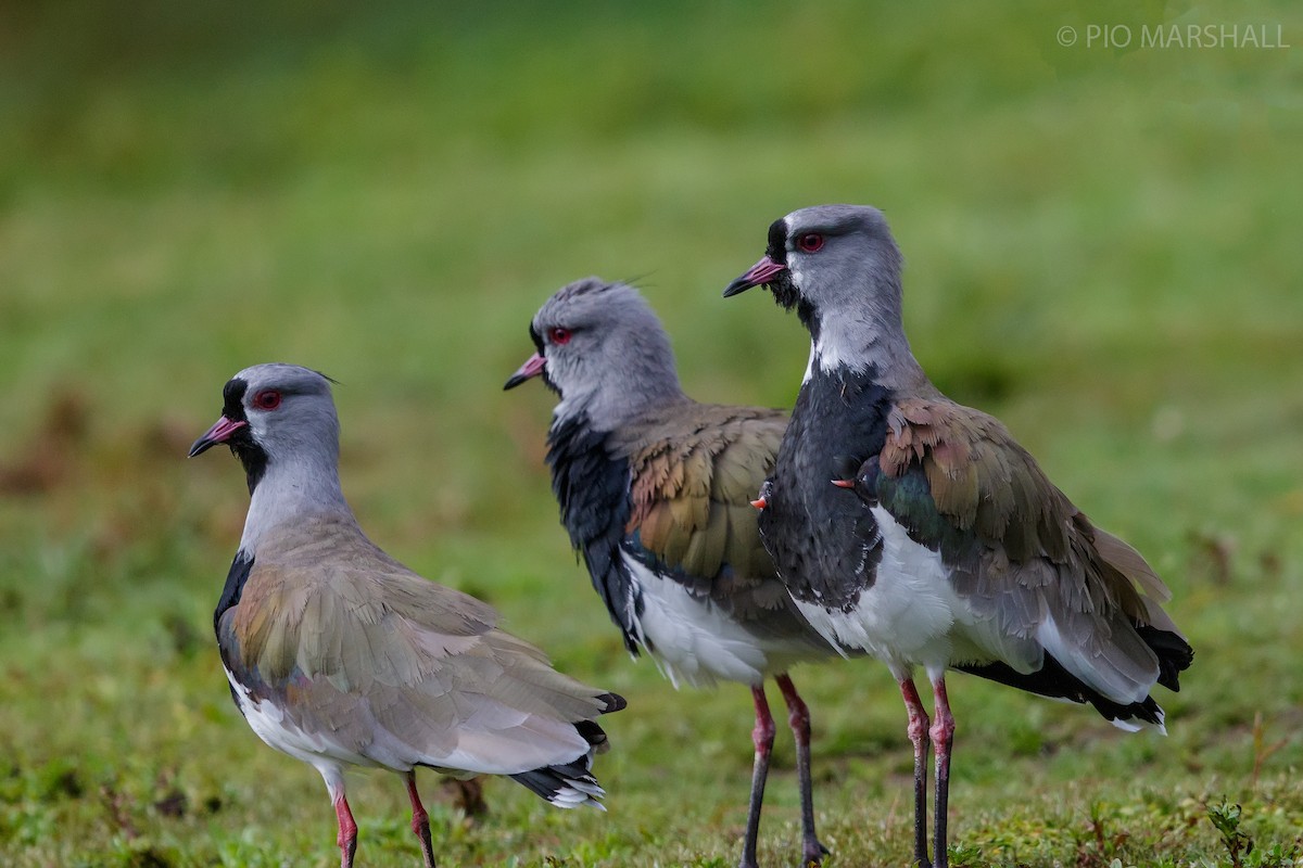 Southern Lapwing - ML168636791