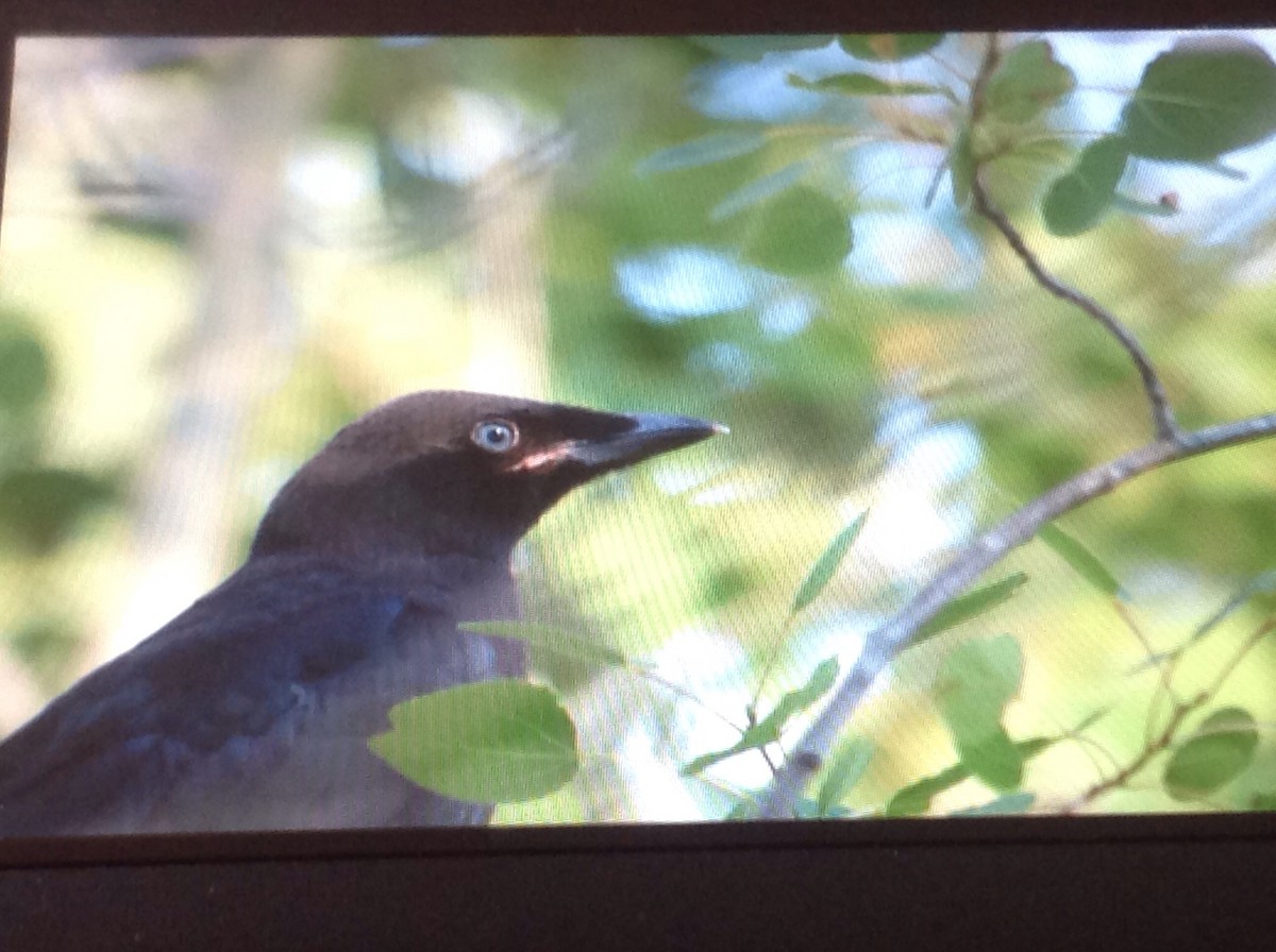 American Crow - ML168636811