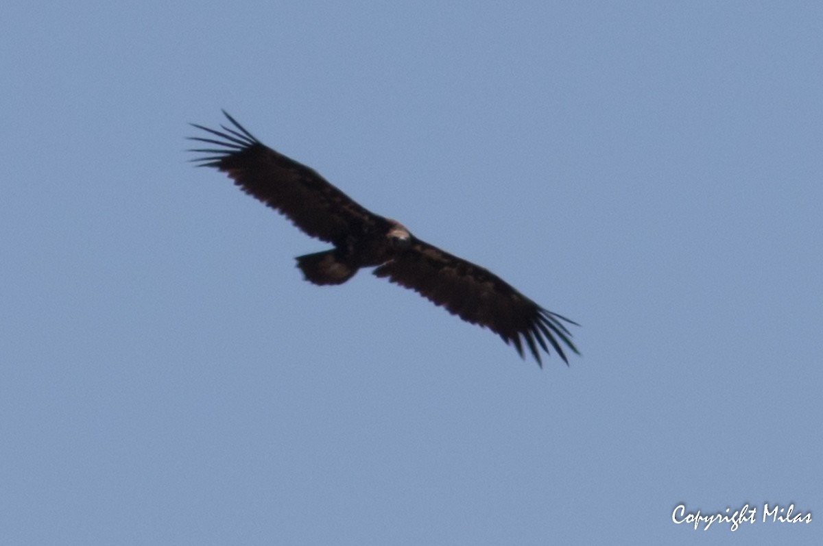 Cinereous Vulture - ML168637531