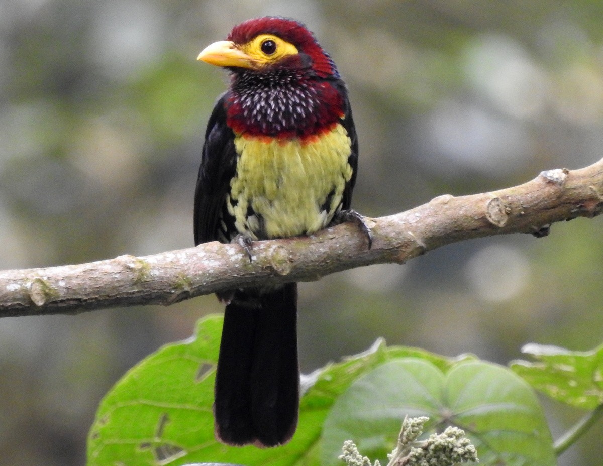 Yellow-billed Barbet - ML168637711