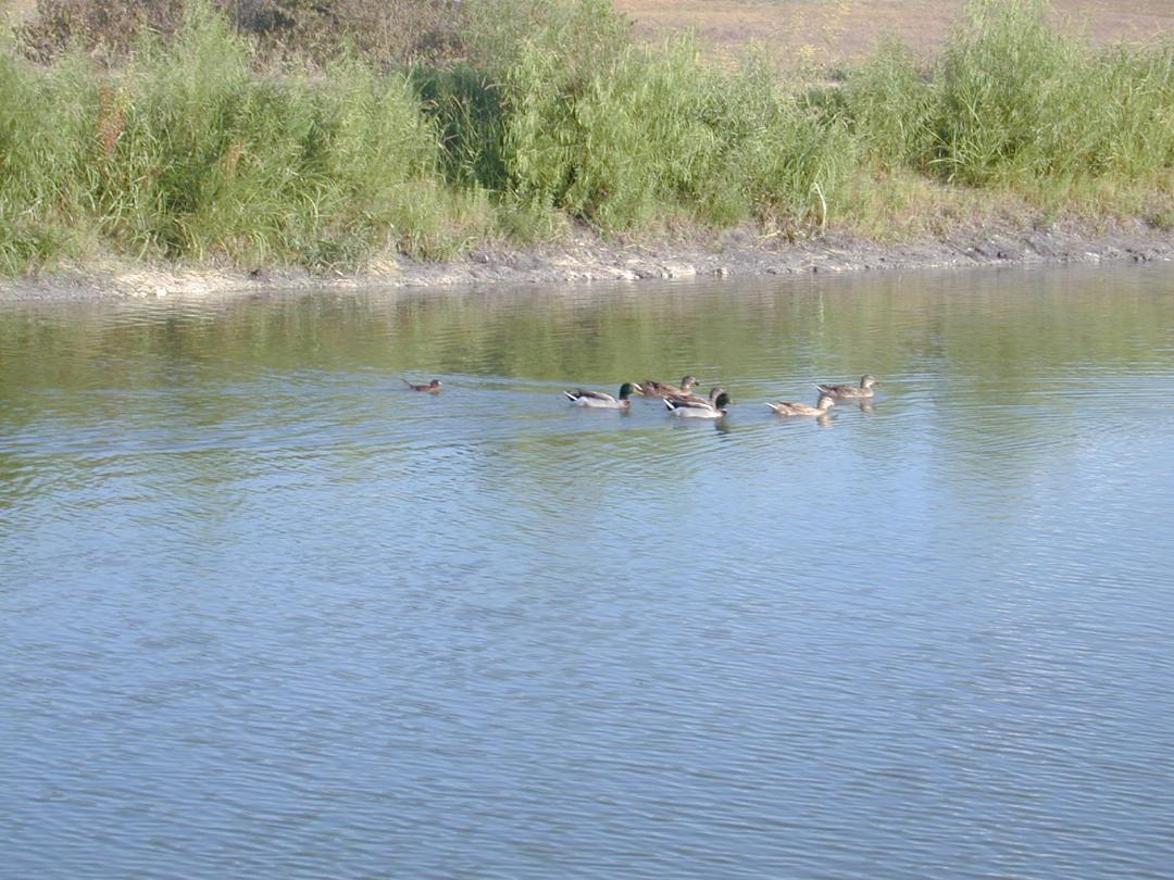 Masked Duck - ML168638361