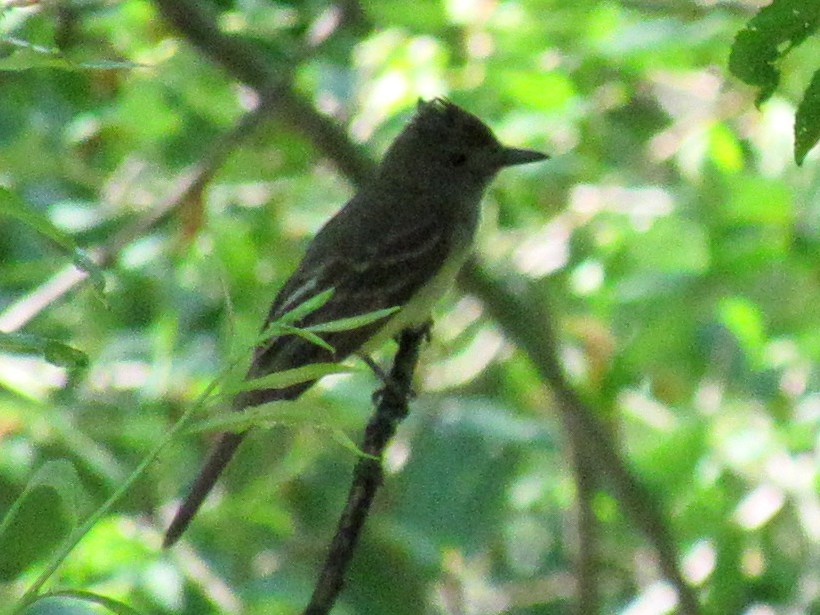 Great Crested Flycatcher - ML168638651