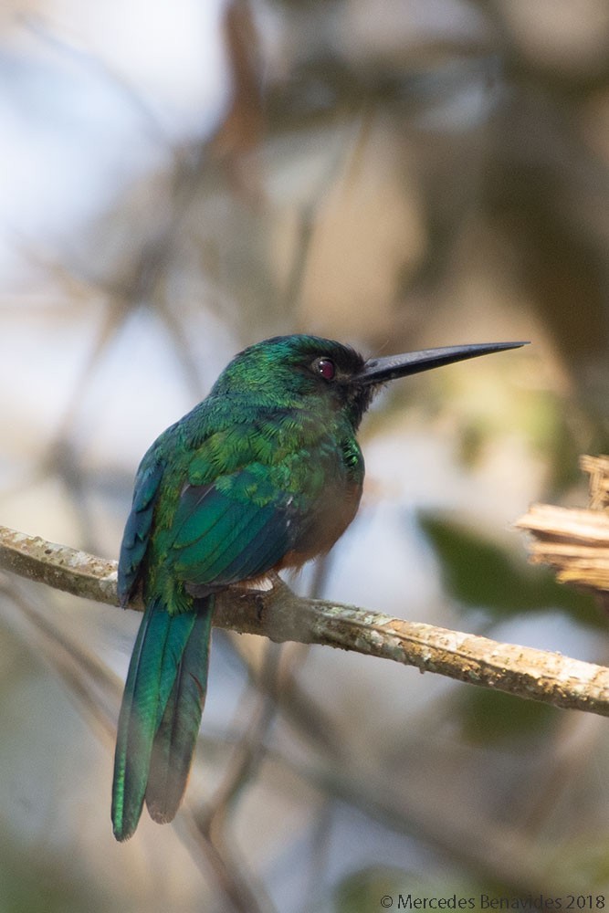 Bluish-fronted Jacamar - ML168642811