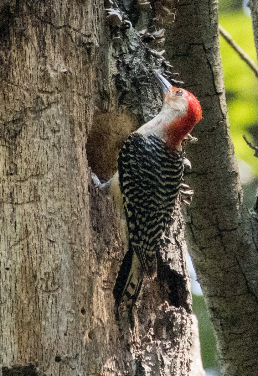 Red-bellied Woodpecker - ML168642941