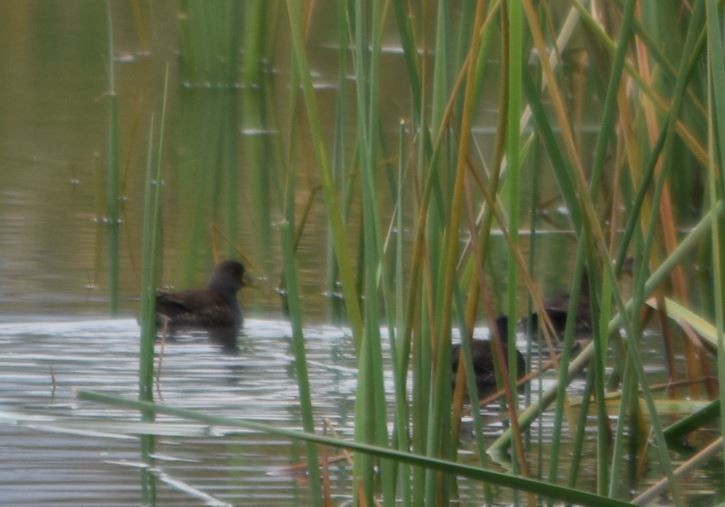 Spot-flanked Gallinule - Felipe Undurraga