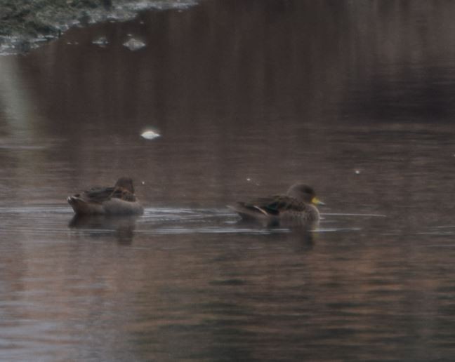 Yellow-billed Teal - ML168645871