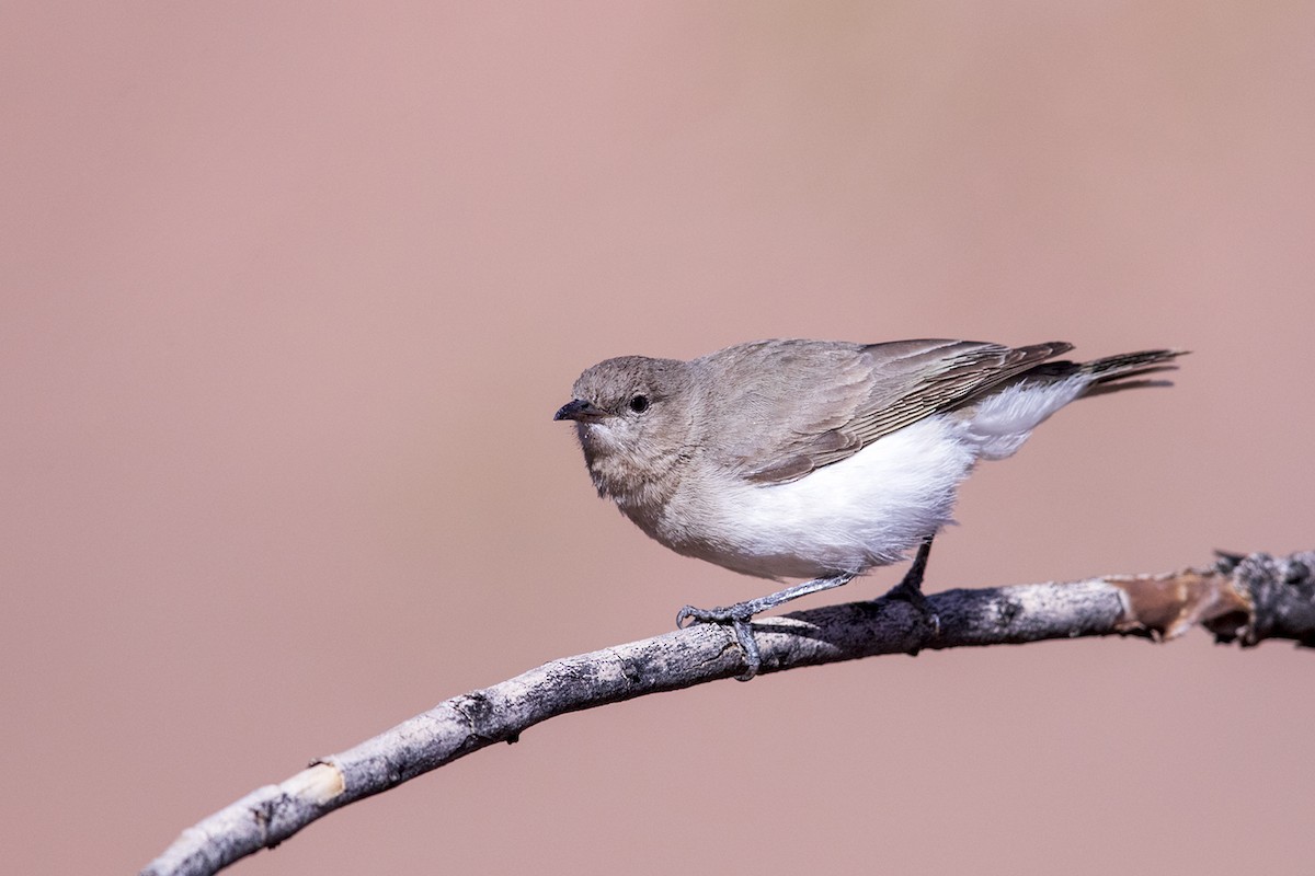 Gray Honeyeater - ML168647611