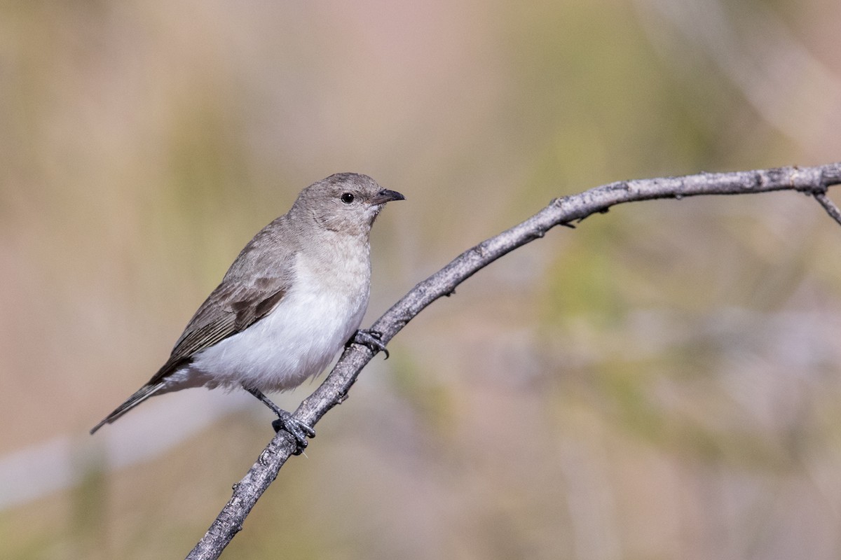 Gray Honeyeater - ML168647631