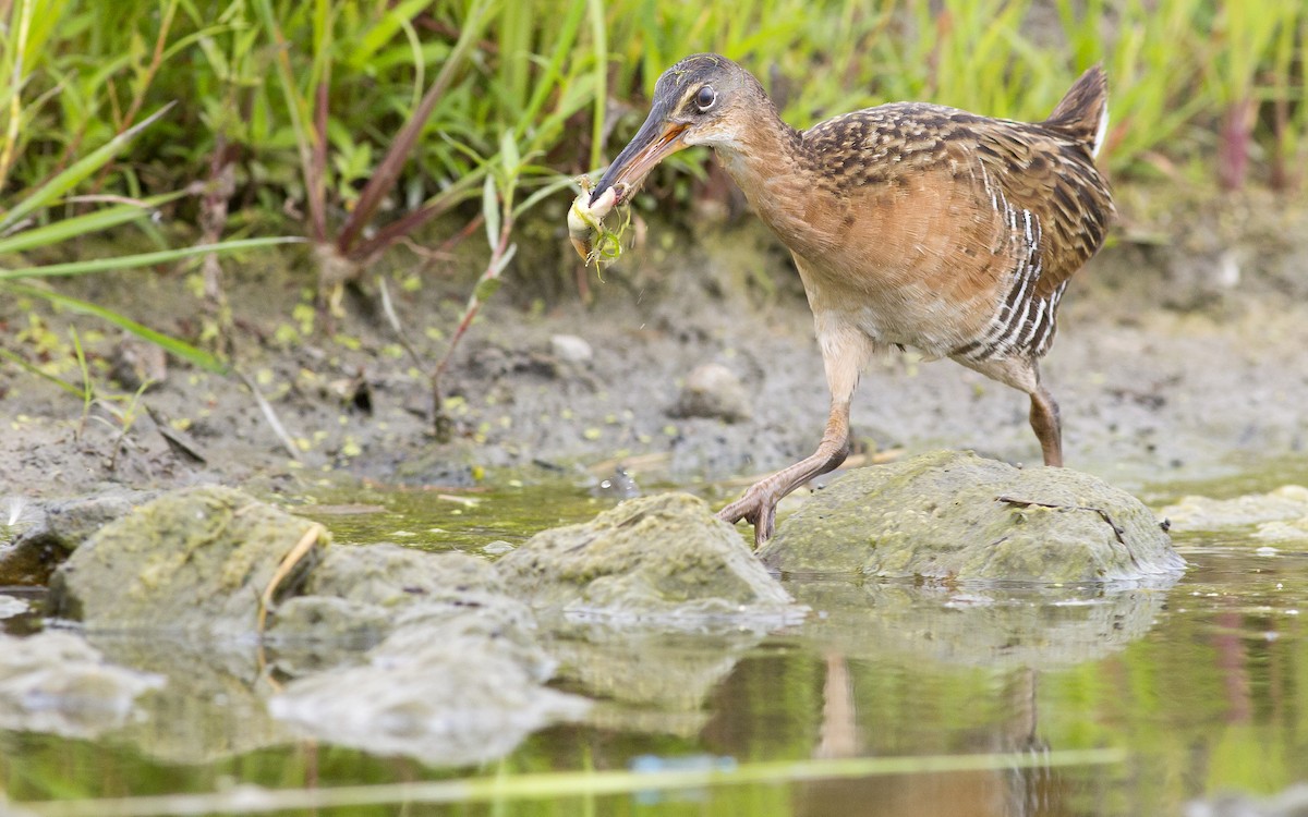 King Rail - Alex Eberts