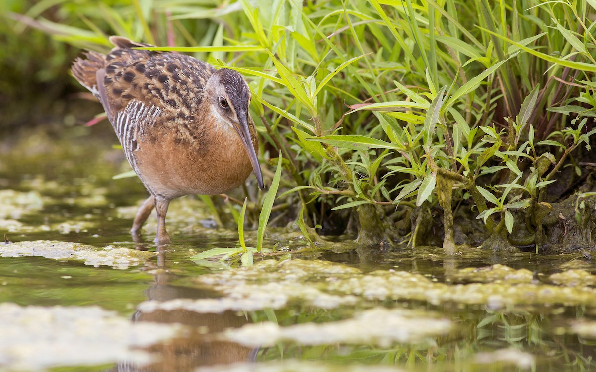 King Rail - Alex Eberts