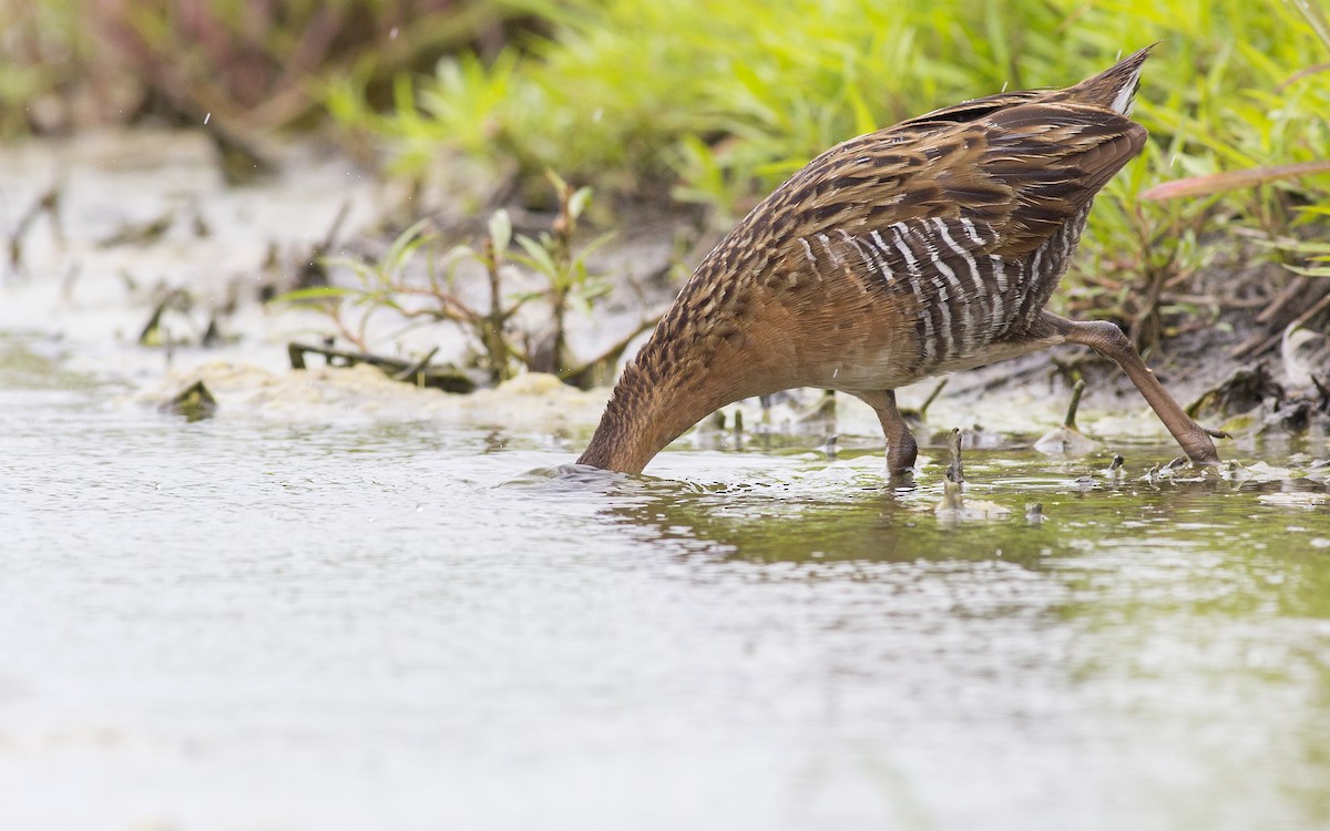 King Rail - Alex Eberts