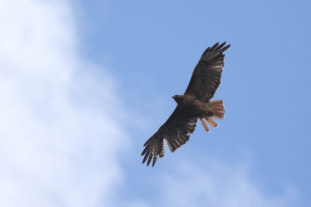 Red-tailed Hawk (calurus/alascensis) - ML168650071