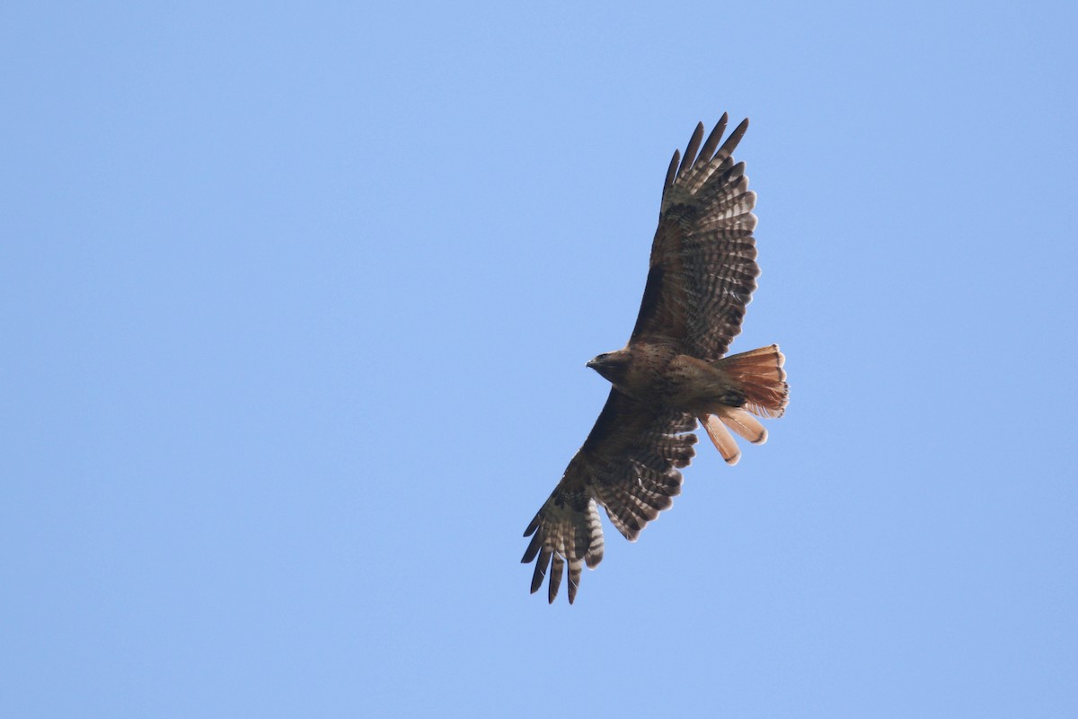 Red-tailed Hawk (calurus/alascensis) - ML168650081