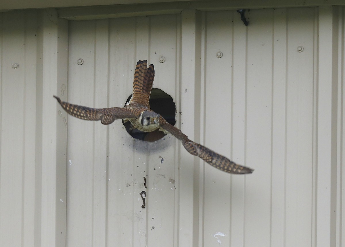 American Kestrel - ML168651411