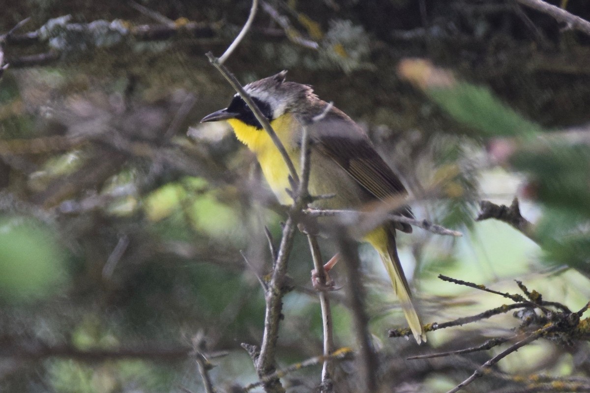 Common Yellowthroat - ML168653571