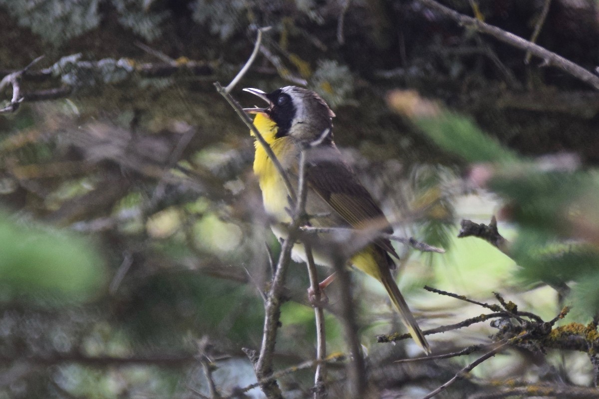 Common Yellowthroat - ML168653581