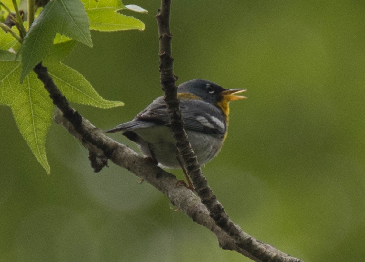 Northern Parula - Jordan Broadhead