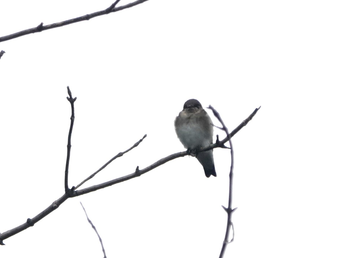 Northern Rough-winged Swallow - ML168657271