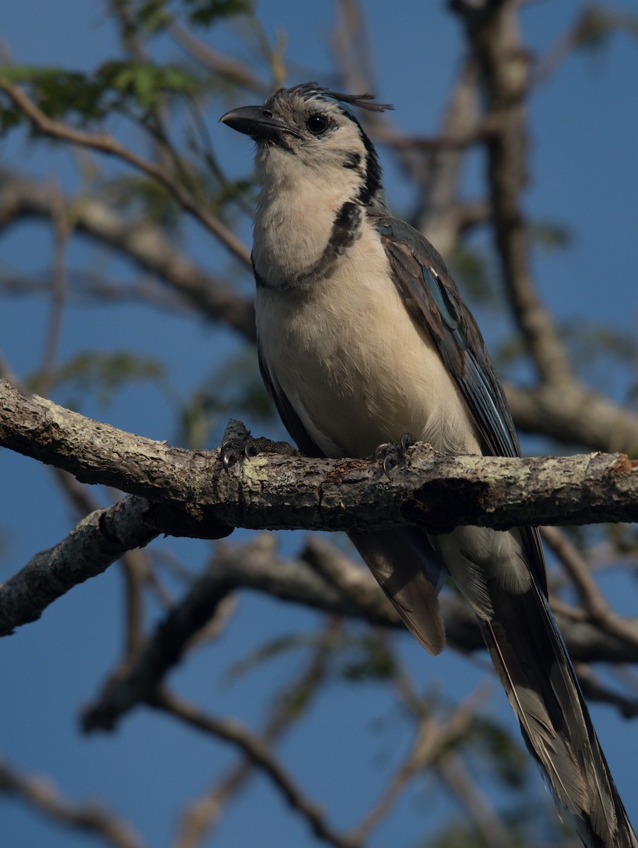 White-throated Magpie-Jay - ML168657481