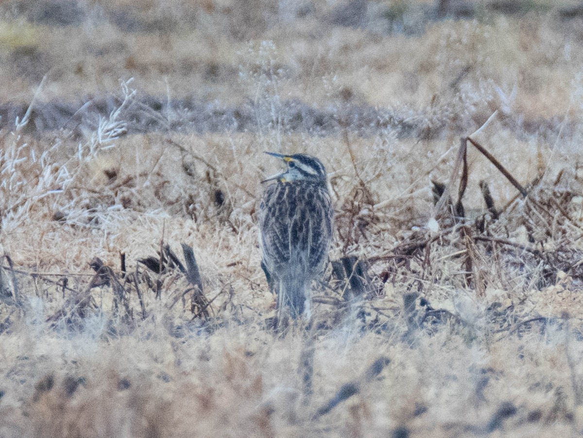 Eastern Meadowlark - ML168657561