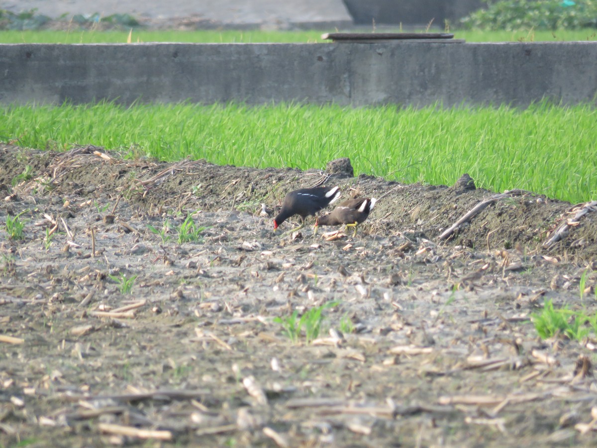 Eurasian Moorhen - ML168660951