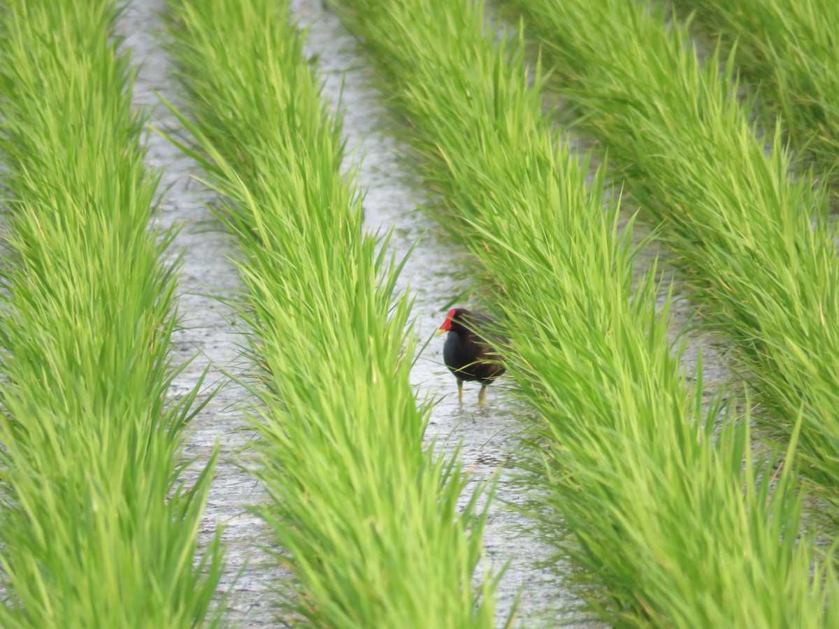 Eurasian Moorhen - ML168660961