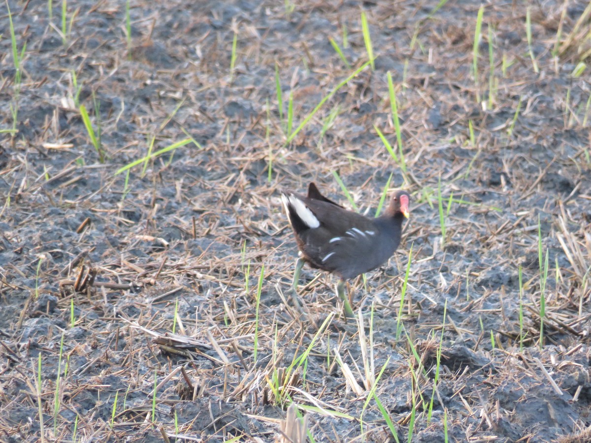 Eurasian Moorhen - ML168661081