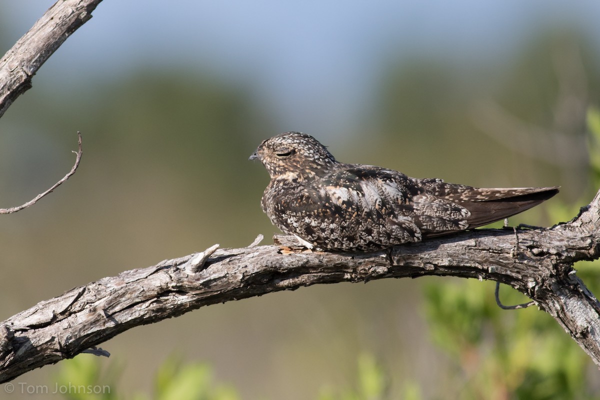 Antillean Nighthawk - Tom Johnson