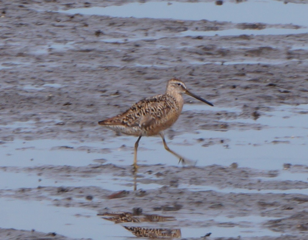 Long-billed Dowitcher - ML168664691