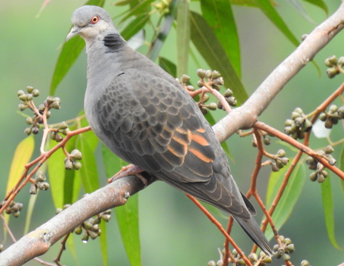 Dusky Turtle-Dove - ML168664981