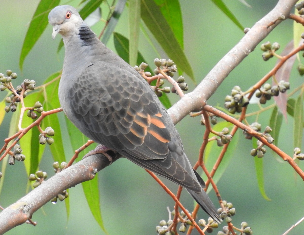 Dusky Turtle-Dove - ML168664991