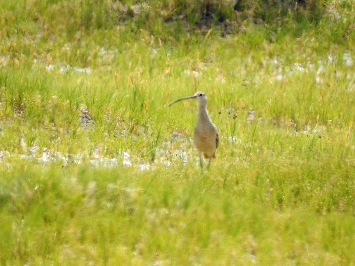 Long-billed Curlew - ML168665101